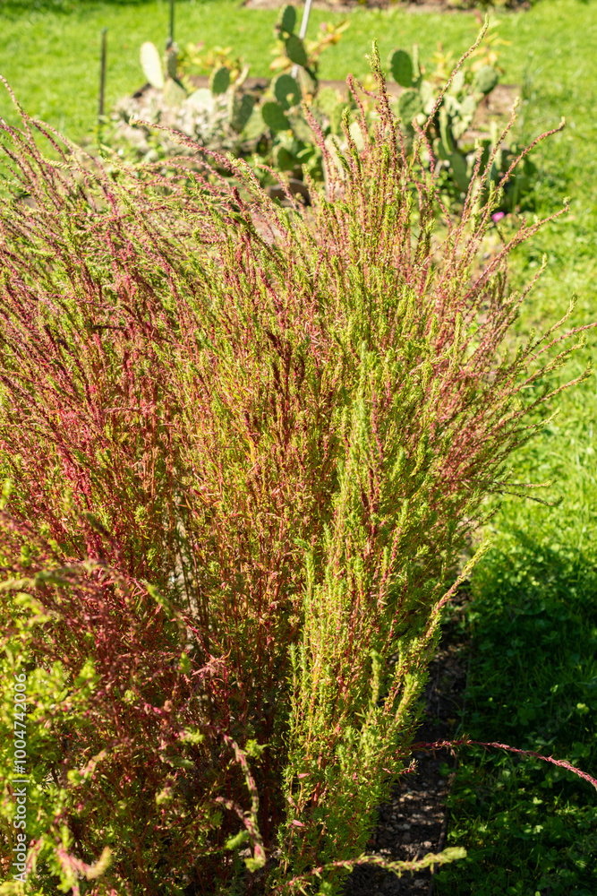 Ragweed or Bassia Scoparia plant in Saint Gallen in Switzerland Ragweed or Bassia Scoparia plant in Saint Gallen in Switzerland