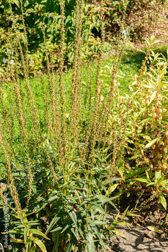 Milky loosestrife or Lysimachia Ephemerum plant in Saint Gallen in Switzerland photo