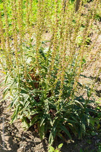 Milky loosestrife or Lysimachia Ephemerum plant in Saint Gallen in Switzerland photo