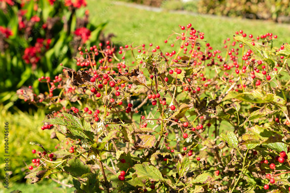 Guelder rose or Viburnum Opulus Compactum plant in Saint Gallen in Switzerland Guelder rose or Viburnum Opulus Compactum plant in Saint Gallen in Switzerland
