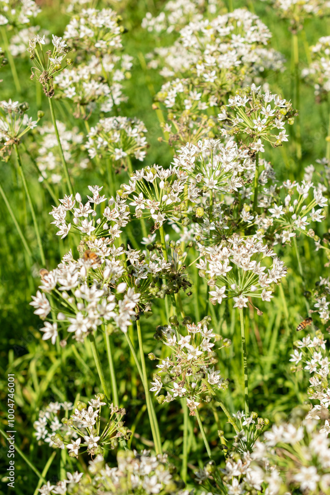 Oriental garlic or Allium Tuberosum plant in Saint Gallen in Switzerland Oriental garlic or Allium Tuberosum plant in Saint Gallen in Switzerland