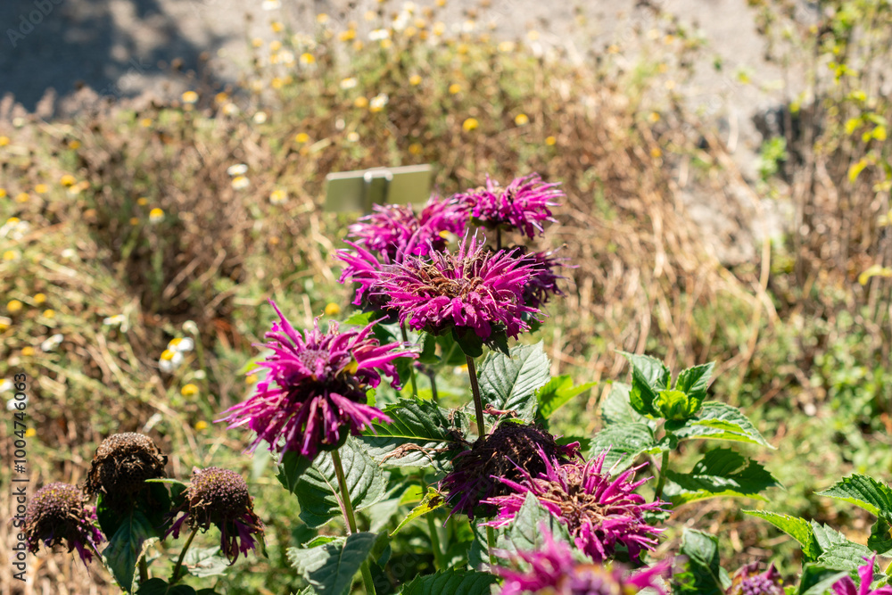 Obraz premium Crimson beebalm or Monarda Didyma plant in Saint Gallen in Switzerland
