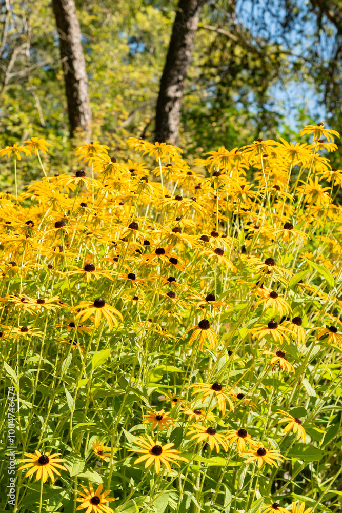 Orange coneflower or Rudbeckia Fulgida Speciosa plant in Saint Gallen in Switzerland Orange coneflower or Rudbeckia Fulgida Speciosa plant in Saint Gallen in Switzerland