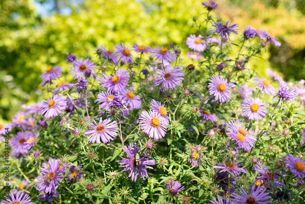 Aster Novae Angliae plant in Saint Gallen in Switzerland Aster Novae Angliae plant in Saint Gallen in Switzerland