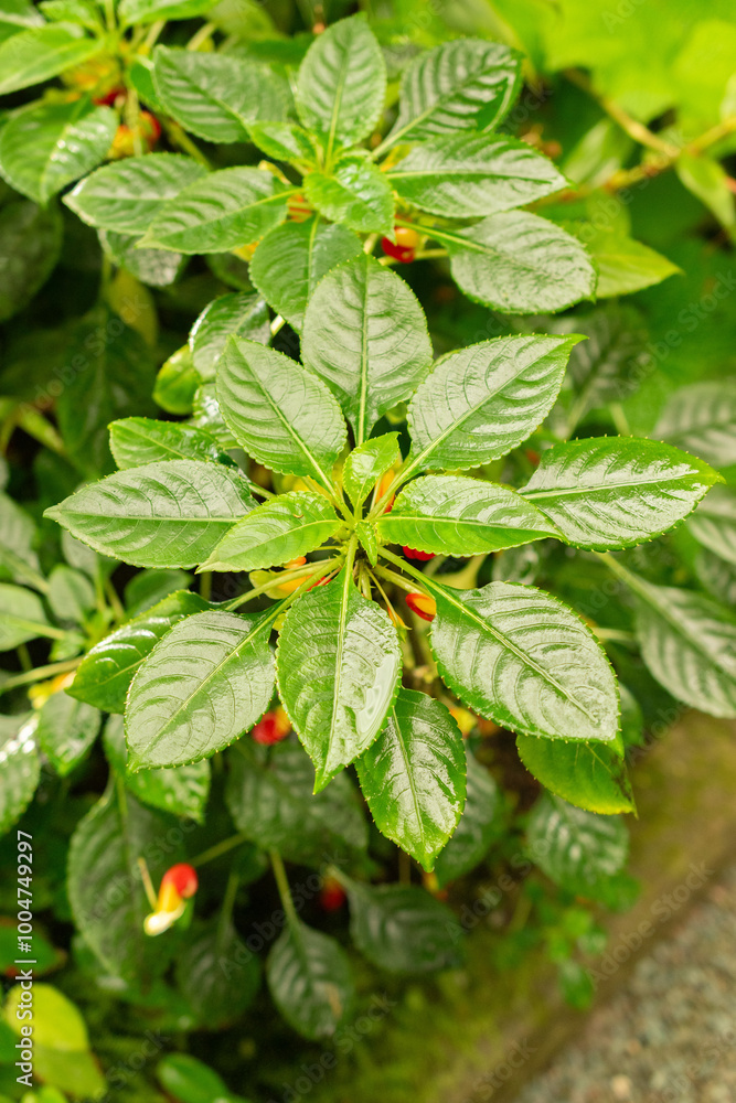 Congo cockatoo or Impatiens Niamniamensis plant in Saint Gallen in Switzerland Congo cockatoo or Impatiens Niamniamensis plant in Saint Gallen in Switzerland