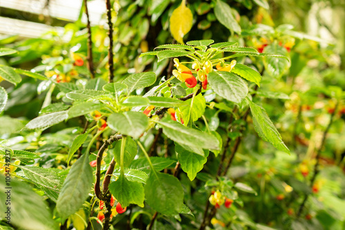 Congo cockatoo or Impatiens Niamniamensis plant in Saint Gallen in Switzerland photo