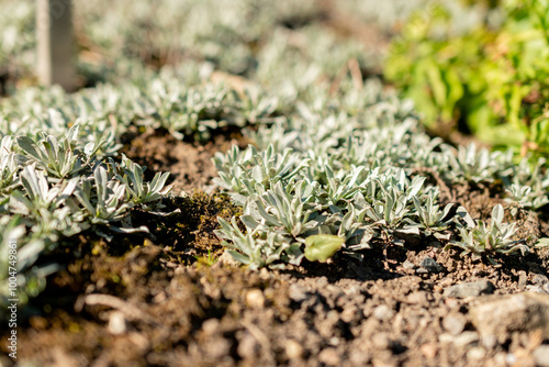 Cats foot or Antennaria Dioica plant in Saint Gallen in Switzerland