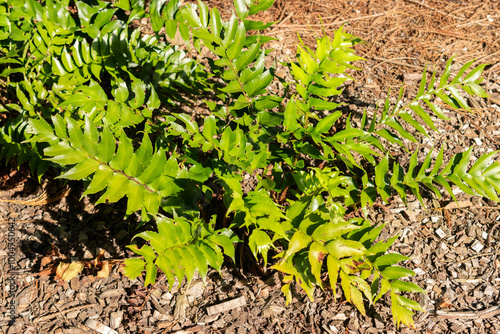 House holly fern or Cyrtomium Falcatum plant in Saint Gallen in Switzerland photo