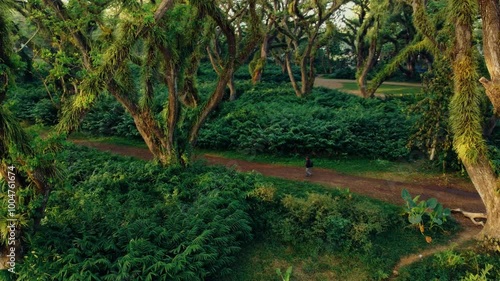 An aerial view captures a person walking among towering trees in the Djawatan forest of East Java. The morning light filters through the lush foliage, creating a serene and refreshing atmosphere. photo