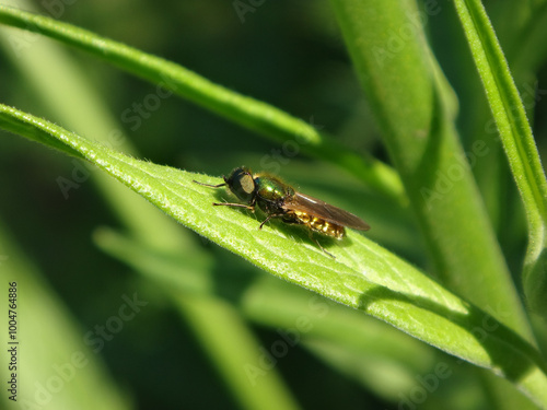 Broad centurion soldier fly (Chloromyia formosa), male sitting on green grass photo