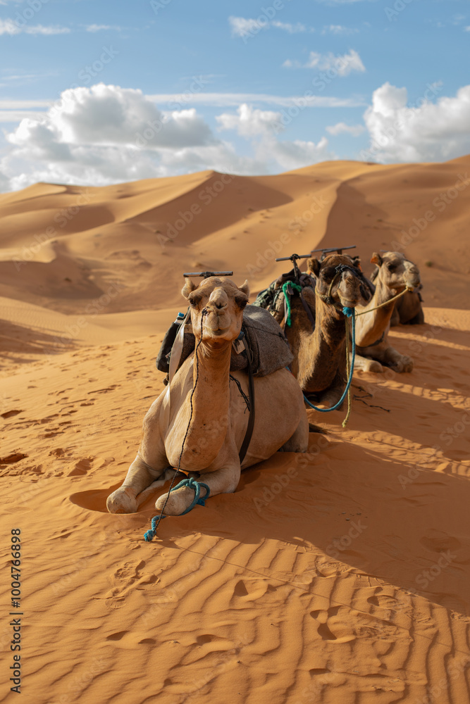 Fototapeta premium A caravans of camels rests