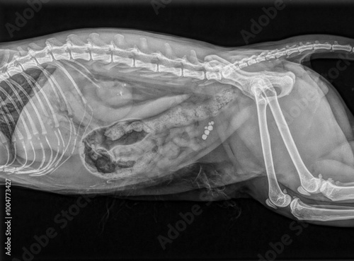 Canvastavla X-ray showing urinary stones in a cat
Radiographie montrant des calculs urinaire