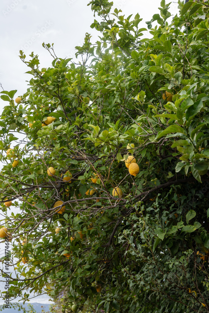 Ripe yellow lemons citrus fruits hanging on tree ready to harvest Ripe yellow lemons citrus fruits hanging on tree ready to harvest