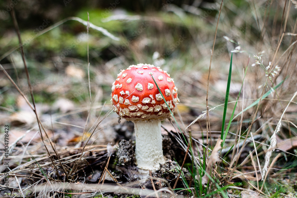 Close-up of a striking red Amanita mushroom surrounded by forest foliage. Captures the beauty and diversity of wild fungi in their natural habitat Close-up of a striking red Amanita mushroom surrounded by forest foliage. Captures the beauty and diversity of wild fungi in their natural habitat