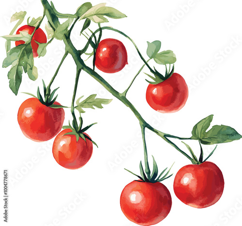 cherry tomatoes isolated vector illustration