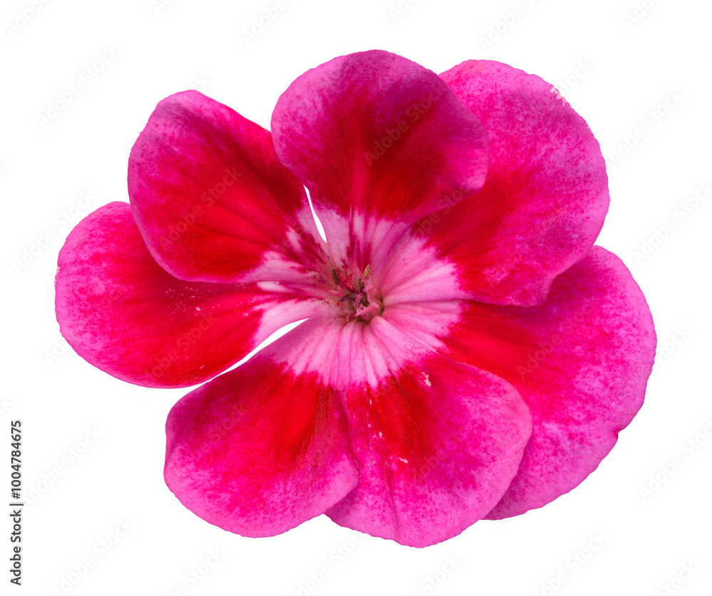 Obraz premium Pink Flower Top