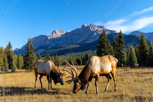 A pair of elk grazing in a mountain meadow, with tall pine trees and the majestic mountains rising in the background