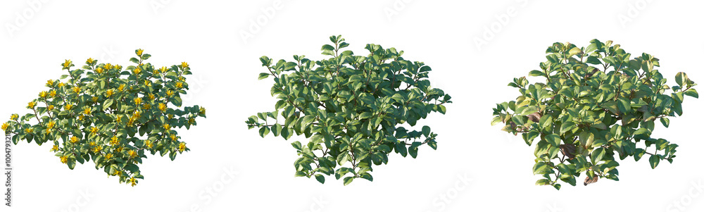 Set Lysimachia christinae (Sunburst) isolated png on a transparent background perfectly cutout high resolution Set Lysimachia christinae (Sunburst) isolated png on a transparent background perfectly cutout high resolution