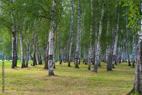 Beautiful summer birch trees forest, Betula pendula trees with white and black paper bark, commonly known as silver birch, warty birch, European white birch. Nature Background. photo