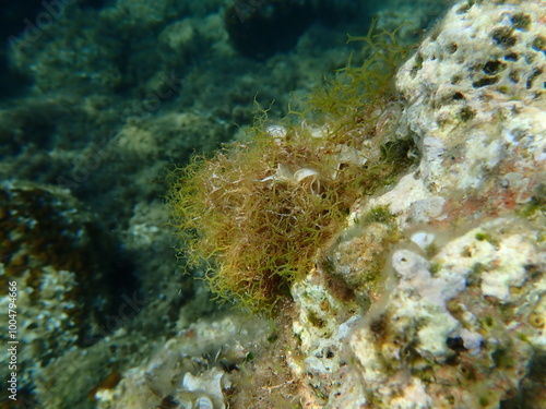 Brown algae forkweed or doubling weed (Dictyota dichotoma) undersea, Aegean Sea, Greece, Alonissos island, Chrisi Milia beach photo