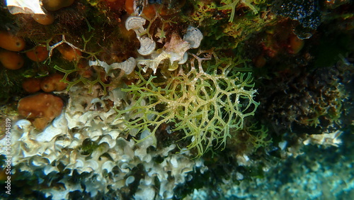 Brown algae forkweed or doubling weed (Dictyota dichotoma) undersea, Aegean Sea, Greece, Alonissos island, Chrisi Milia beach photo