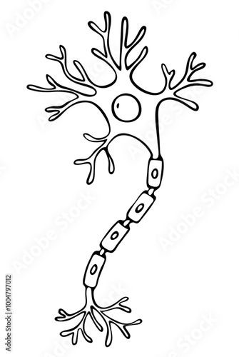 Vector line Illustration of neuron anatomy. Doodle style. Hand drawn