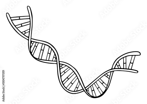 Vector line illustration of spiral DNA double helix isolated on white background. Doodle style