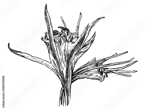 Sketch of blooming mediterranean sea lily with bud, flower head, realistic hand drawing, vector illustration isolated on white