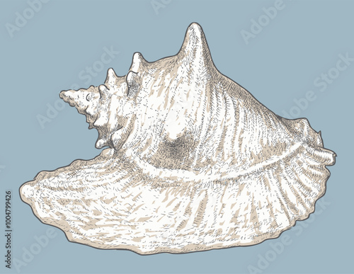 Sketch of big white seashell, realistic hand drawing, vector illustration, isolated on white