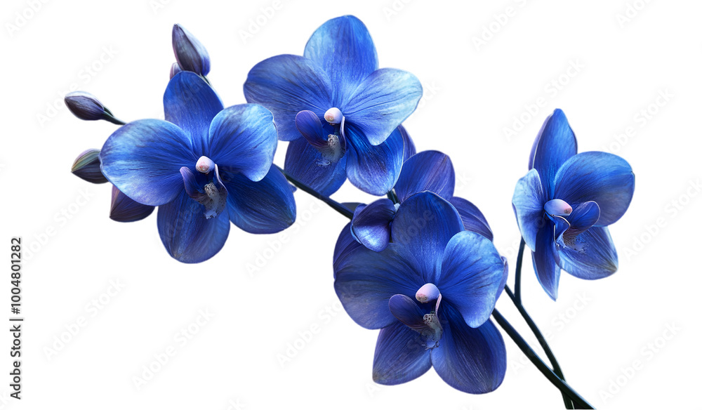 Fototapeta premium Blue Orchid Blossoms with Detailed Petals on Transparent Background 