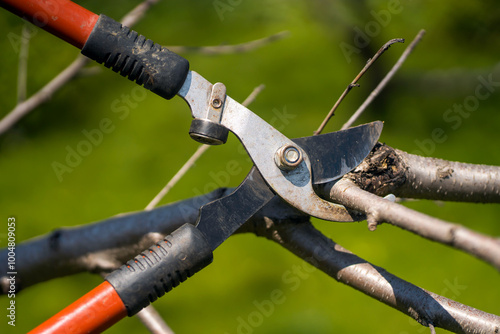 фотографія A gardener is cutting tree branches with a big pruner