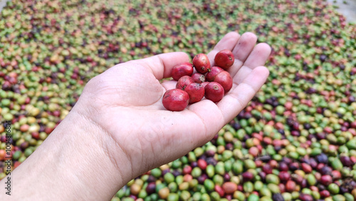 Indonesian Arabica coffee tree, in Curup Bengkulu the most superior coffee photo