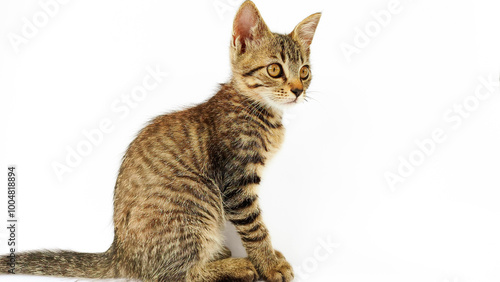 Grey Cat street Portrait face look front camera on blurred background. Focus on nearest eye photo