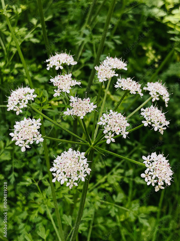 cow parsley herb delicate white flowers close up in the countryside cow parsley herb delicate white flowers close up in the countryside