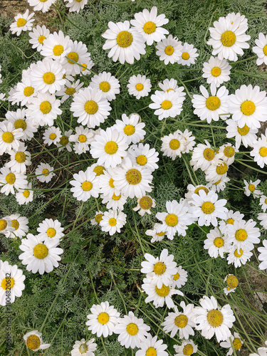 patch of beautiful white daisies close up top view