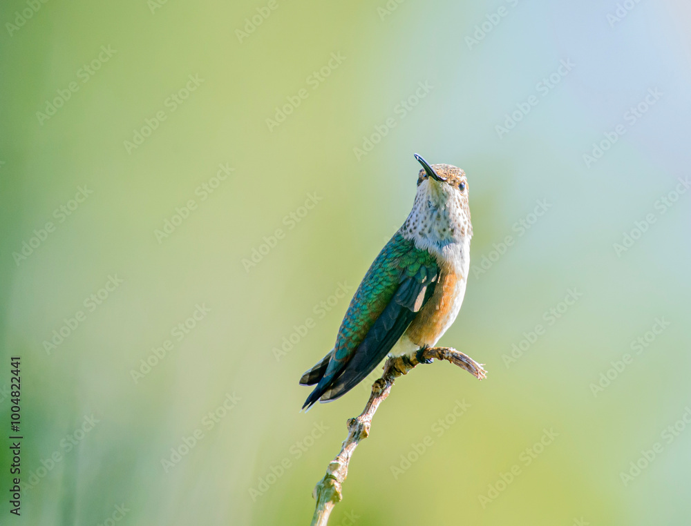 Fototapeta premium Who are you looking at?