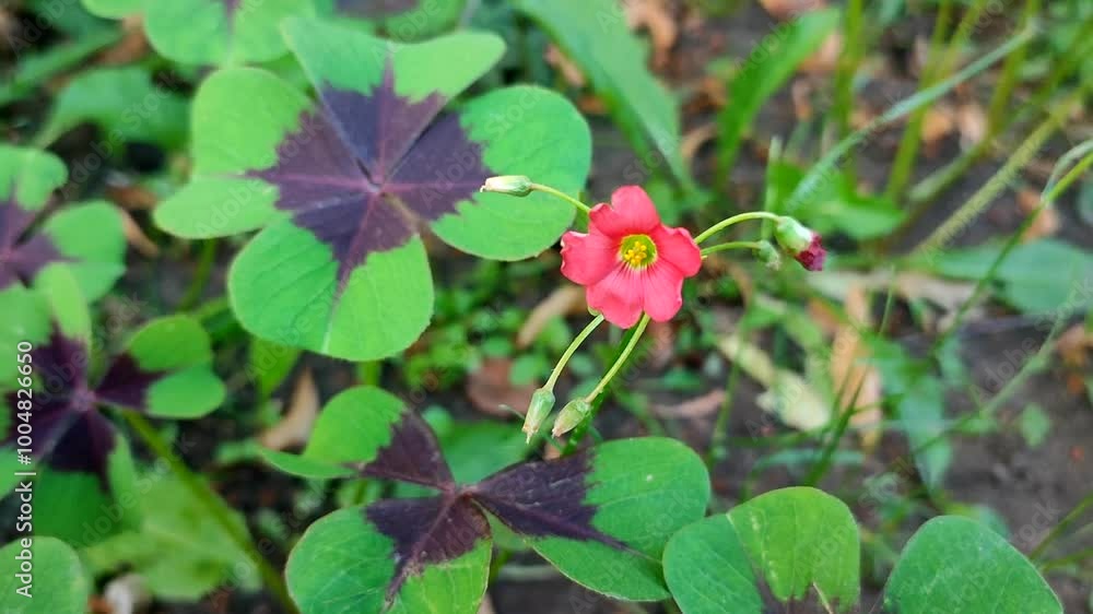 Oxalis Iron Cross. Leaves and flower of the plant Oxalis. Green leaves and red blooming flower of the Oxalis variety Iron Cross Oxalis Iron Cross. Leaves and flower of the plant Oxalis. Green leaves and red blooming flower of the Oxalis variety Iron Cross
