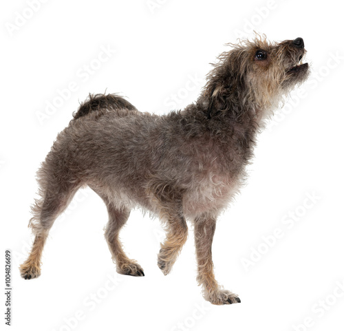 Εκτύπωση καμβά Adorable isolated gray fur mutt dog