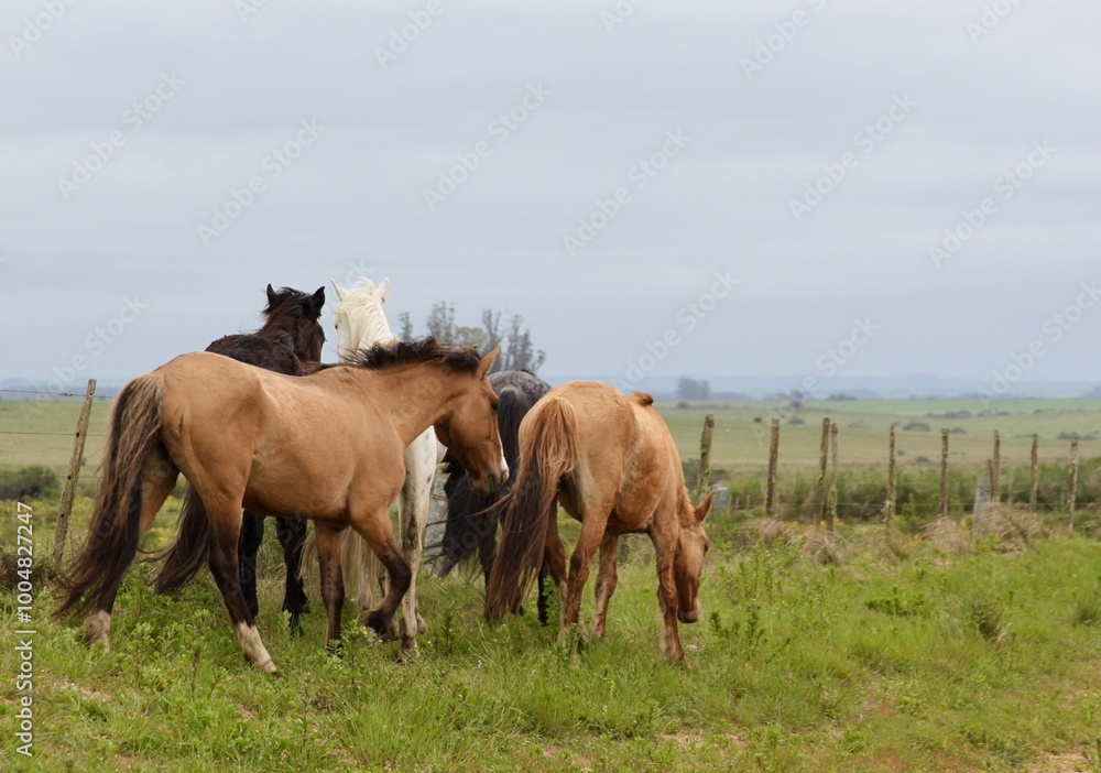 five horses grazing beside a bucolic road five horses grazing beside a bucolic road