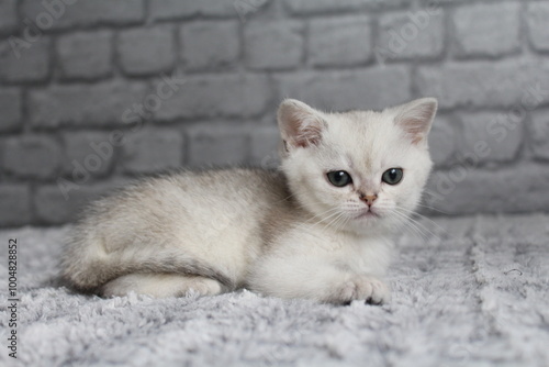 chatton blanc mignon photo