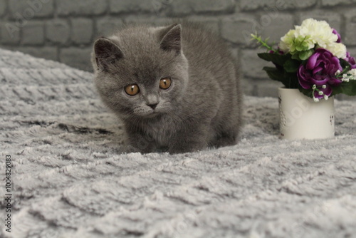 chaton gris qui joue avec un pot de fleur photo