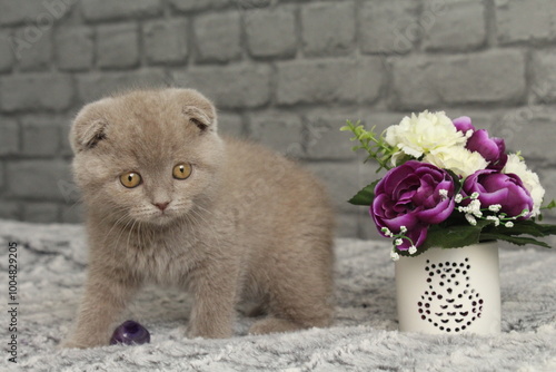 chatton gris mignon photo