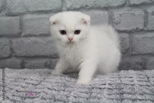 chatton blanc mignon photo