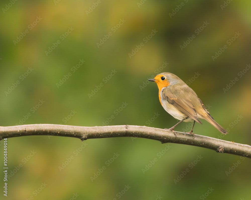 Rudzik (Erithacus rubecula) na gałęzi. Rudzik (Erithacus rubecula) na gałęzi.