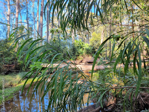 Fallen gum tree across a stream on the Duras Lake Discovery Trail. Surrounded by spotted gums. Located in the Murramarang National Park, on the New South Wales South Coast Australia