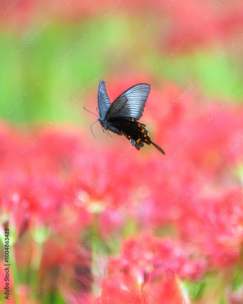 Fototapeta premium 満開の曼殊沙華の絨毯