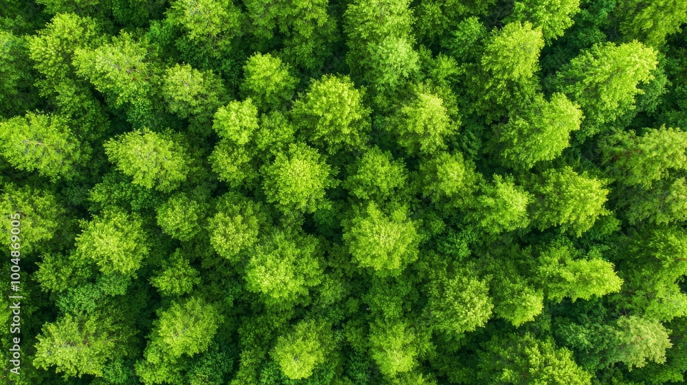 A lush green forest with many trees A lush green forest with many trees