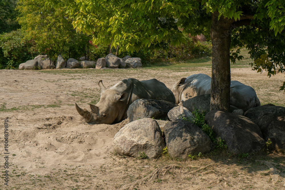 Fototapeta premium Big White rhinoceros wild animals