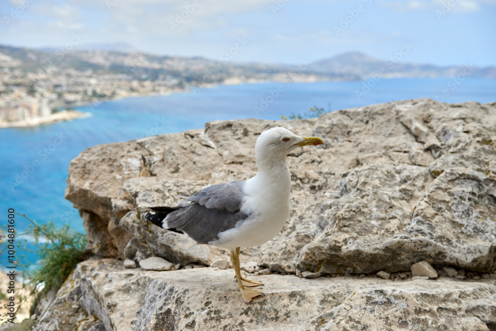 Nature's Sentinel Vigilant Seagull Guarding Coastal Cliffs Turquoise Waters Cloudless Sky Lush Vegetation Picturesque Scenery. Coastal Biodiversity Seagull on Rocky Outcrop Overlooking Serene Ocean Nature's Sentinel Vigilant Seagull Guarding Coastal Cliffs Turquoise Waters Cloudless Sky Lush Vegetation Picturesque Scenery. Coastal Biodiversity Seagull on Rocky Outcrop Overlooking Serene Ocean