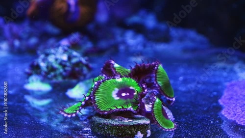 button polyp colony on frag plug, soft coral animal move disc tentacle in circular flow, allelopathy toxic aggressive pet for aquarist, LED blue low light, nano reef marine aquarium, shallow dof bokeh photo